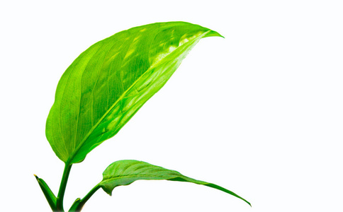 在白色背景上的两个绿色的树叶照片
