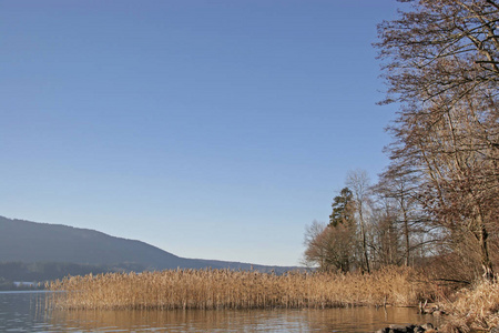 芦苇银行在湖 Tegernsee