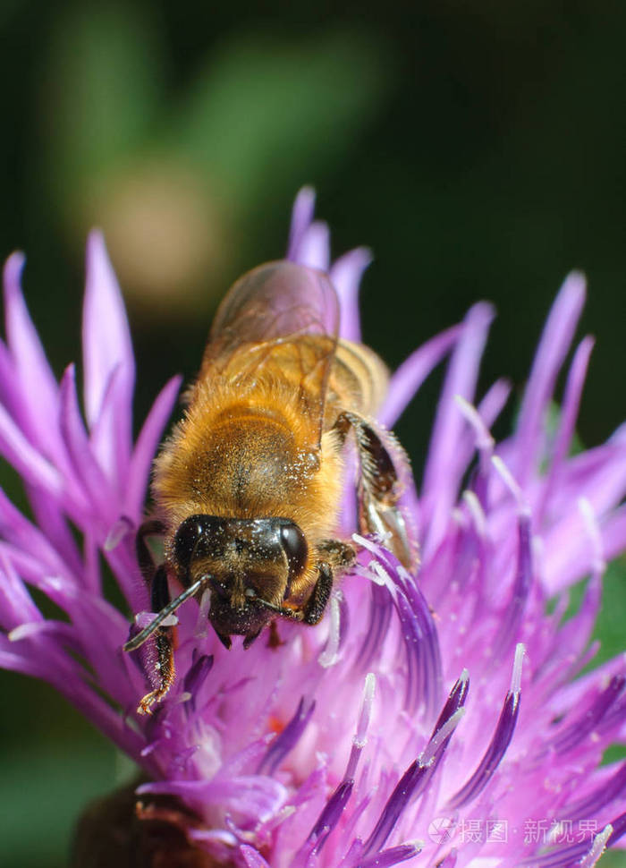 蜜蜂采蜜从粉红色的花朵在春天的时候
