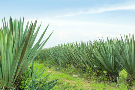 大的剑麻种植照片