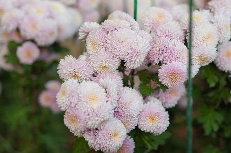 粉红色的菊花背景。美丽的花。强化和花卉的概念