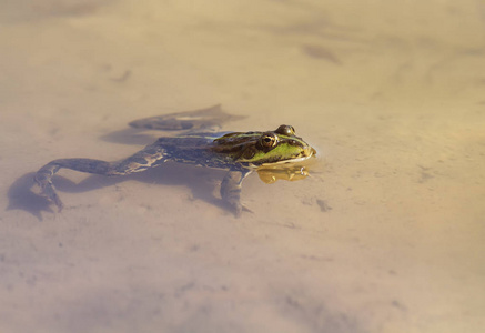 有趣的绿色的小青蛙在池塘里游泳在沙滩上照片