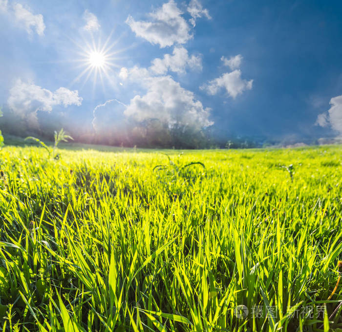 夏季绿草草原下闪闪发光的太阳