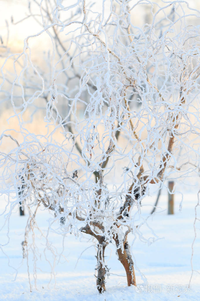 寒冷的冬天天美白霜和树上的霜