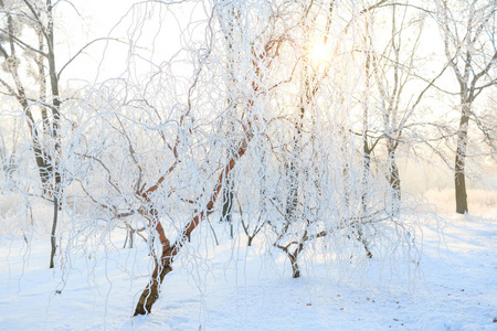 寒冷的冬天天 美白霜和树上的霜