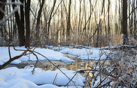 冬季景观与克里克在森林里