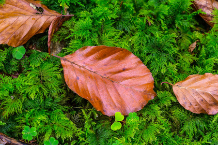 特写的绿色青苔背景