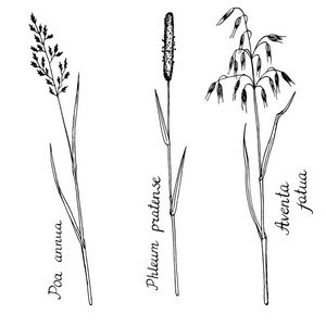 早熟禾属植物图片-早熟禾属植物素材-早熟禾属植物插画-摄图新视界