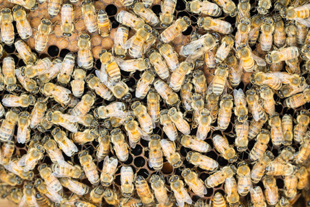 蜜蜂巢梳背景图片