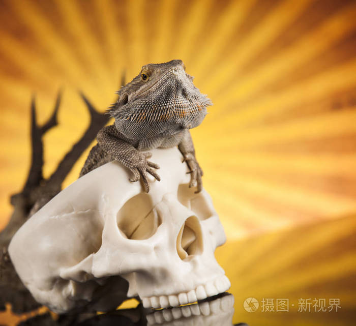 人类的头颅骨的蜥蜴