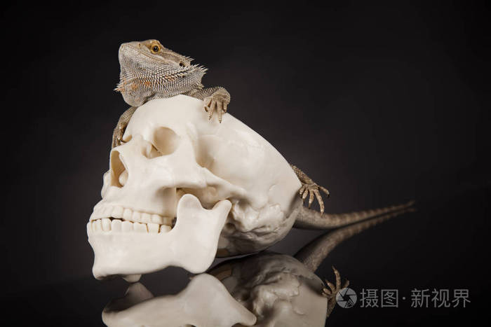 人类的头颅骨的蜥蜴