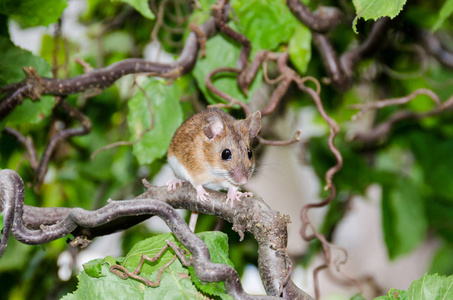 王尔德在一棵核桃树上的小老鼠