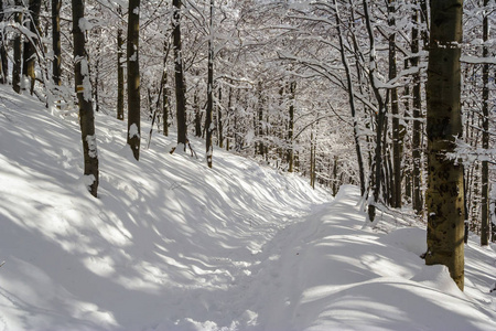 在 Bieszczady 山，南波兰东部山冬景