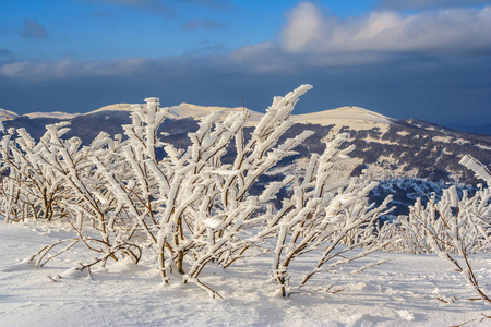 在 Bieszczady 山，南波兰东部山冬景