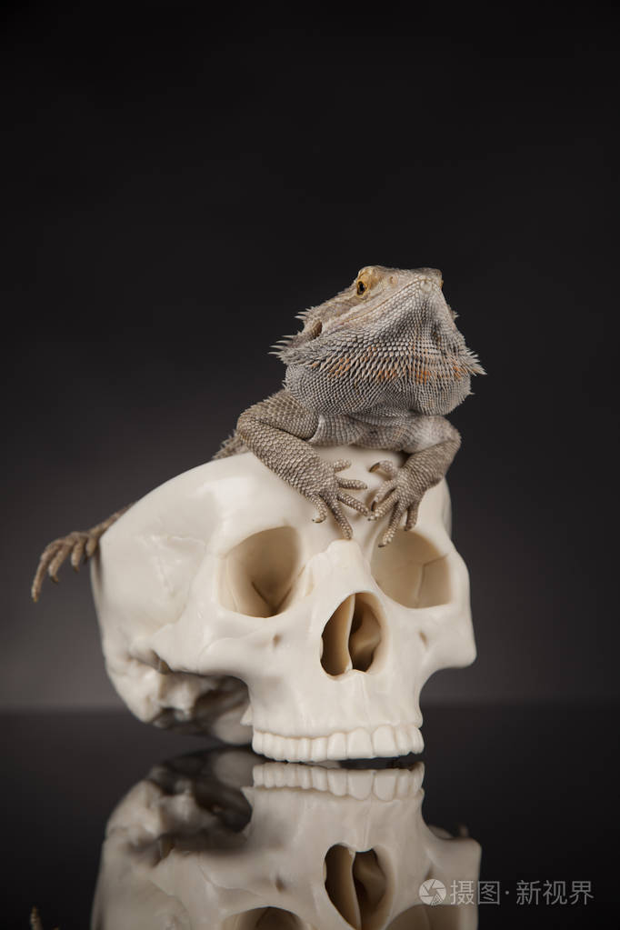 鬣蜥具髯毛具头骨