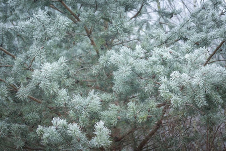 松树在冬天的树枝