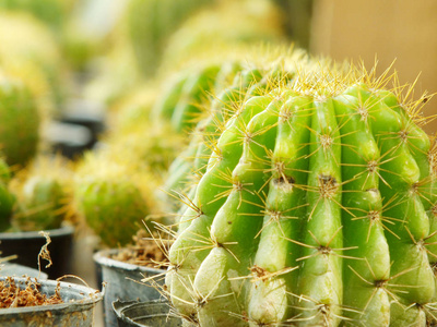 各类仙人掌植物选择性焦点