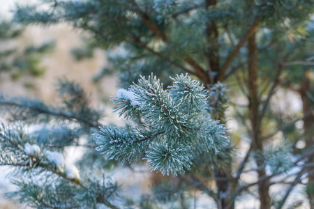 松树树枝在冬天