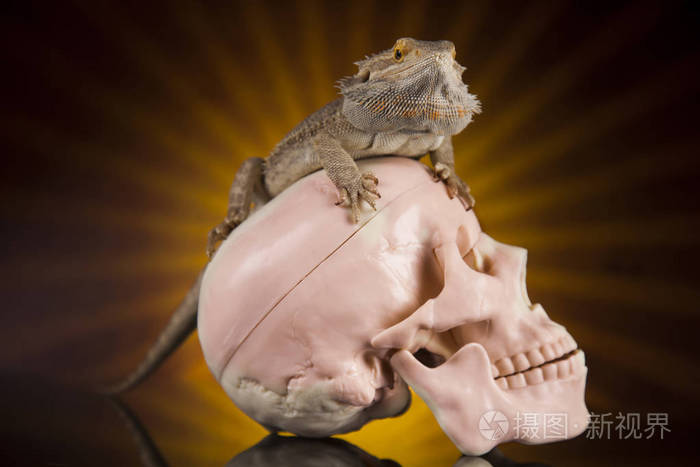 人类的头颅骨的蜥蜴