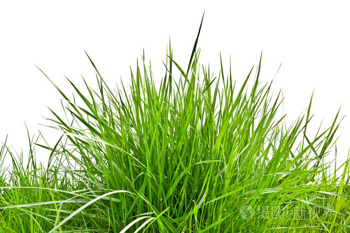 丛的新鲜春天草