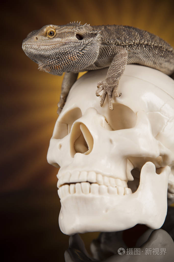 鬣蜥具髯毛具头骨jpg