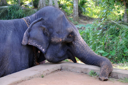 从锡兰岛的大象