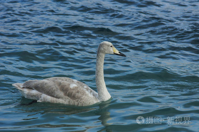 美丽的大天鹅，漂浮在海面上