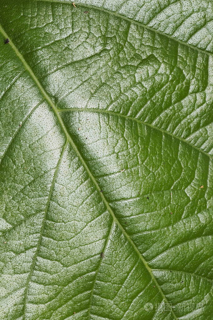 绿色的树叶背景纹理