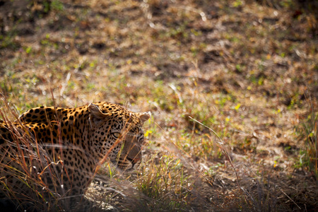 在南非克鲁格自然公园野生豹