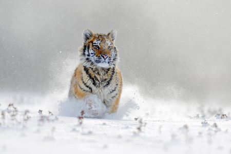 东北虎在雪中运行