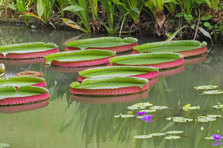 绿色和红色 维多利亚王莲 在池塘里的巨大睡莲垫。