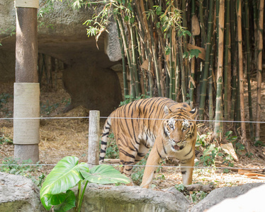 在泰国一家动物园的老虎的形象
