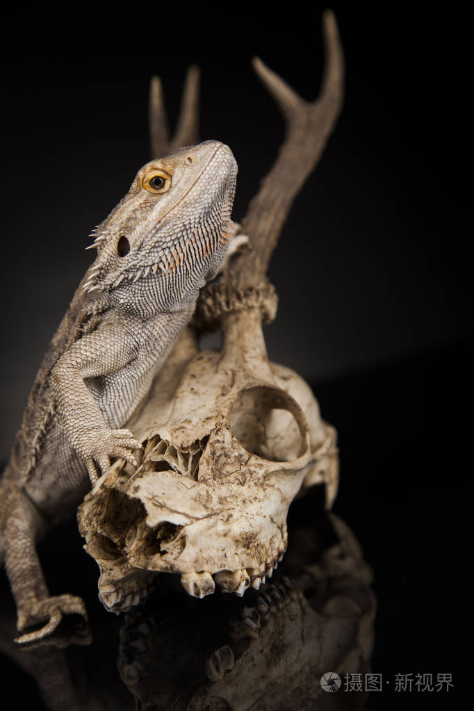 龙蜥蜴和骷髅