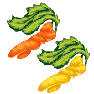 黄色和橙色的旋涡的胡萝卜。矢量蔬菜