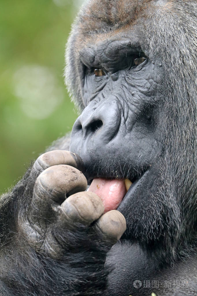 男性的银背大猩猩