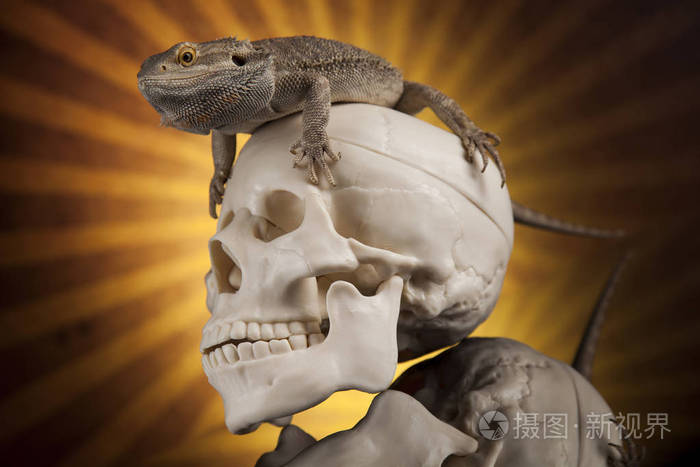 人类的头颅骨的蜥蜴