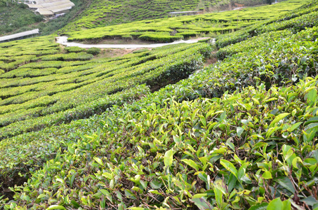 位于金马伦高原的茶园