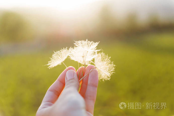 男人的手与羽毛的蒲公英的种子.脆弱性和轻盈的象征