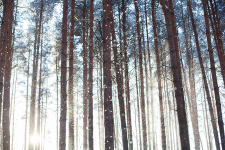 雪在树林里