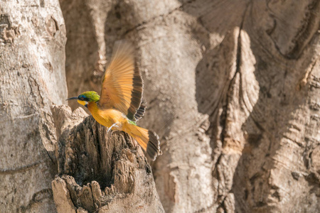 埃塞俄比亚的食蜂鸟