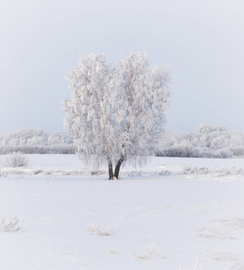 冬季森林自然雪域景观室外背景