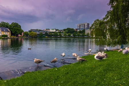 2015 年 7 月 19 日 鸟在挪威斯塔万格布雷亚湖湖边