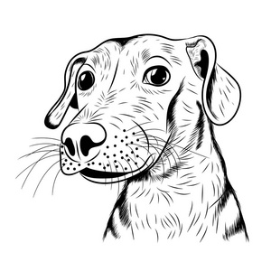 矢量手绘素描人像的可爱的小狗图片