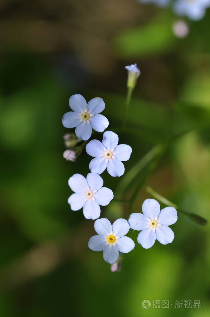 花miosotis勿忘我