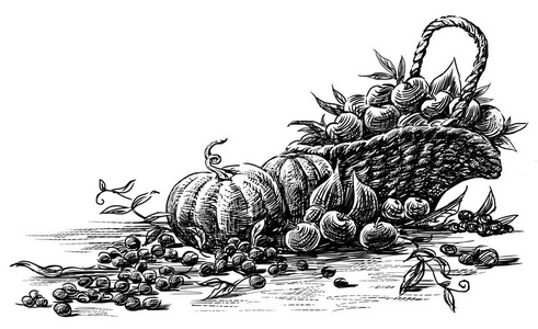 浆果的丰收图片-浆果的丰收素材-浆果的丰收插画-摄图新视界