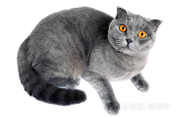 灰色苏格兰折在于的品种的猫,从底部仔细望着.在白色背景上的隔离对象
