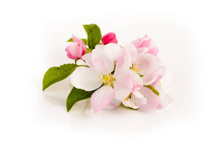 ps苹果素材在白色的苹果花照片