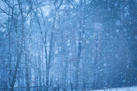 封闭的飘落的雪花片森林背景图片