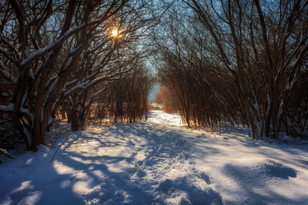 森林的冬天风景与路径在日落
