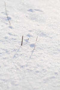 冬天雪背景与雪被覆盖的植物